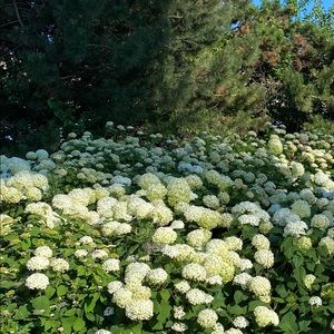 Meet your Posher, Ana